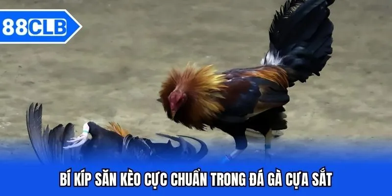 Đá Gà Cựa Sắt 88CLB - Bắt Kèo Chiến Kê Siêu Đỉnh Năm 2025 5 Bí kíp săn kèo cực chuẩn trong đá gà cựa sắt