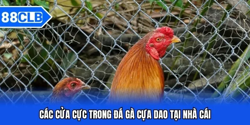 Đá Gà Cựa Dao 88CLB - Chọi Chiến Kê Cực Đỉnh 2025 5 Các cửa cược trong đá gà cựa dao tại nhà cái