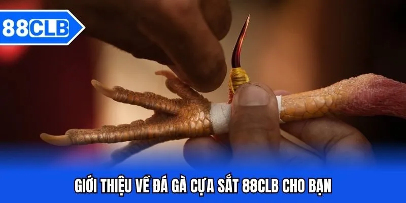 Đá Gà Cựa Sắt 88CLB - Bắt Kèo Chiến Kê Siêu Đỉnh Năm 2025 2 Giới thiệu về đá gà cựa sắt 88CLB cho bạn