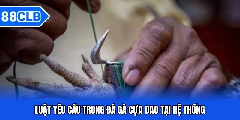 Đá Gà Cựa Dao 88CLB - Chọi Chiến Kê Cực Đỉnh 2025 3 Luật yêu cầu trong đá gà cựa dao tại hệ thống