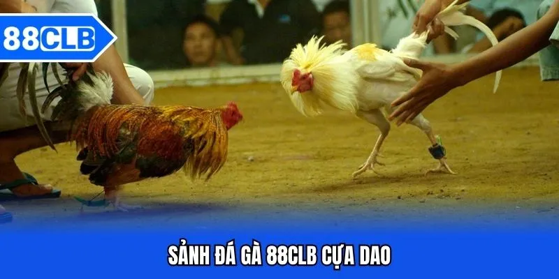 Đá gà 88CLB cựa dao