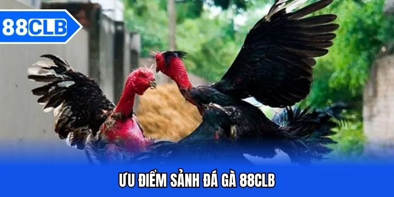Ưu điểm sảnh đá gà 88CLB