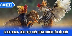 đá gà thomo